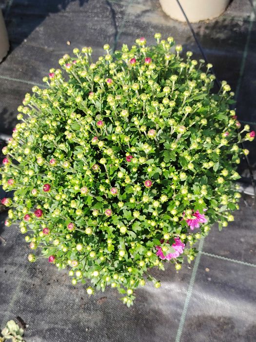 Vând crizantema multiflora