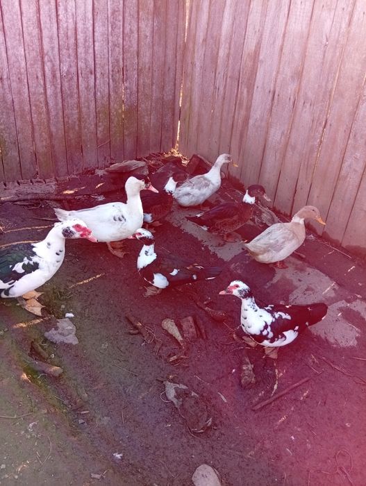 Păsări de curte rate