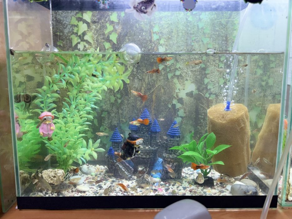 Продам срочно аквариум вместе с рыбками