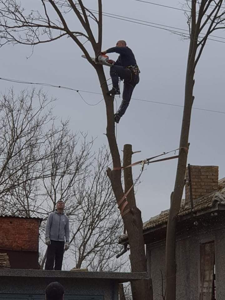 Премахване на опасни дървета. Рязане,кастрене,почистване