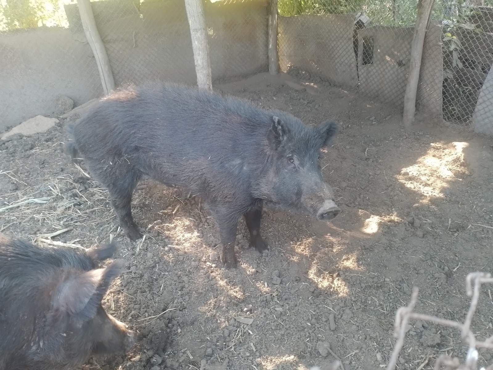 Черно мъжко прасе