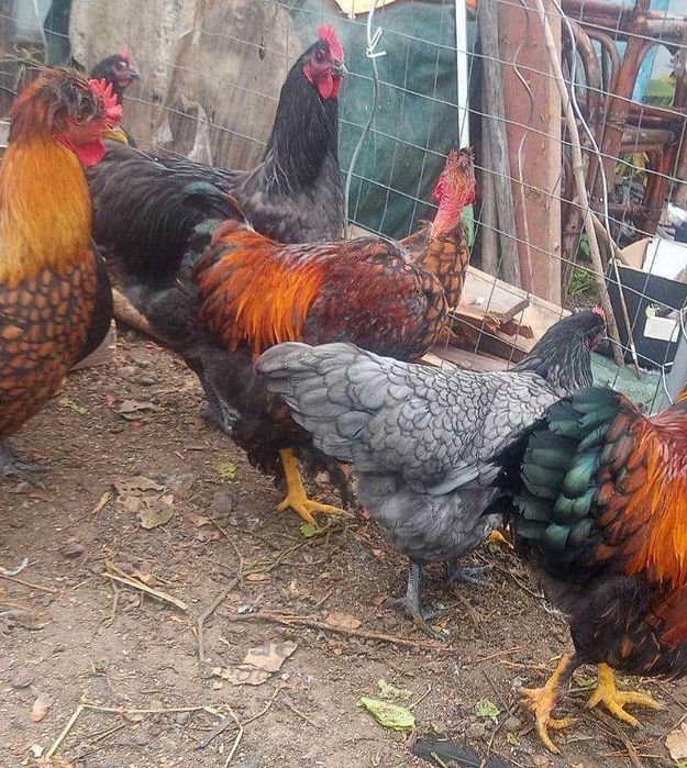 Cocosi de fite - pentru cunoscatori - australorp si alte rase