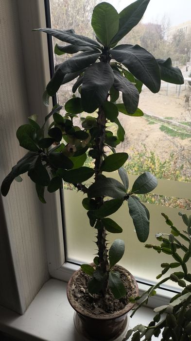 Молочай продаётся