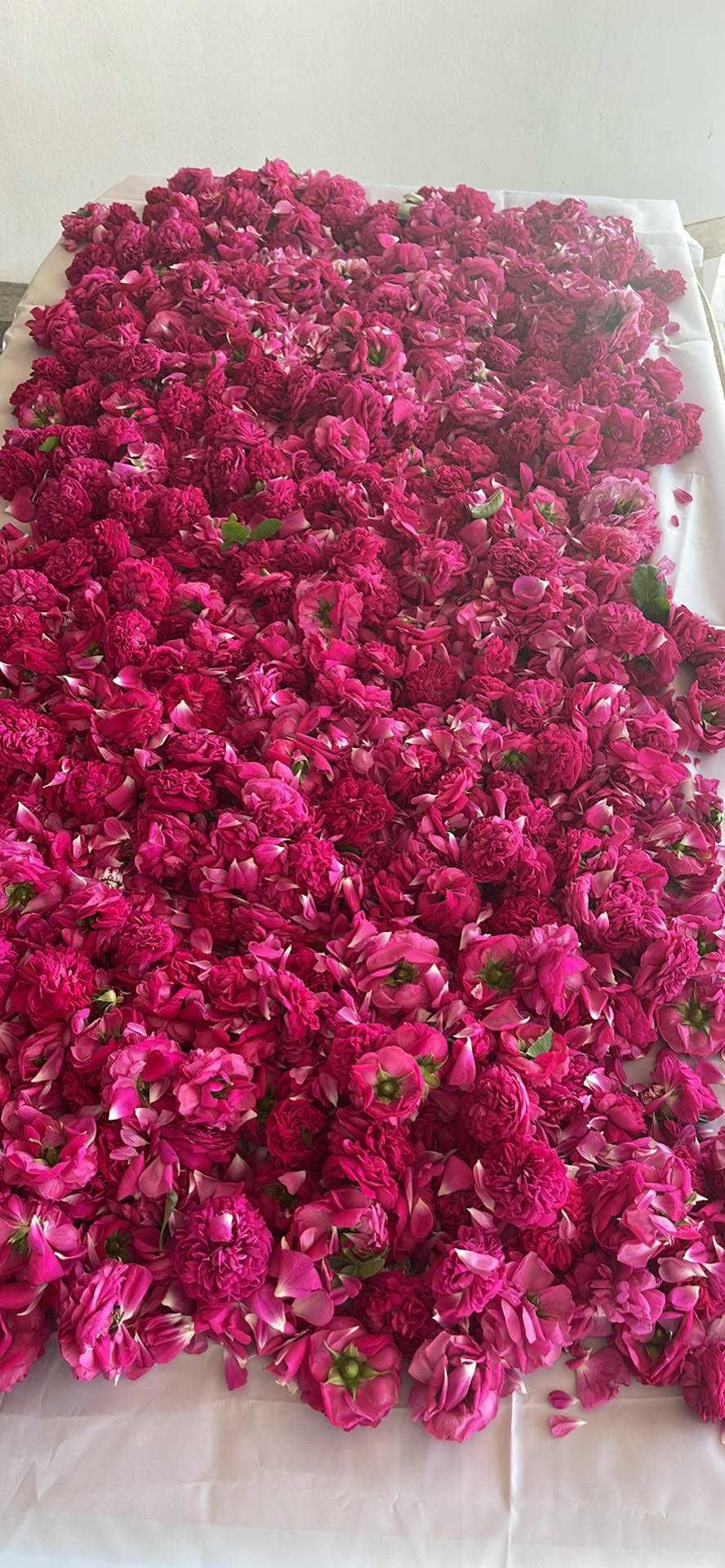 Flori de trandafiri de dulceata Rossa Damascena