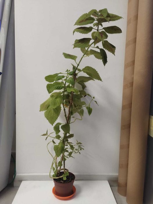 Planta decorativa Coleus blumei