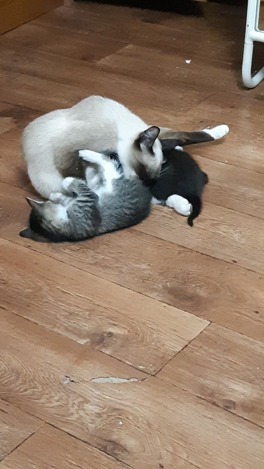Ищем дом котятам