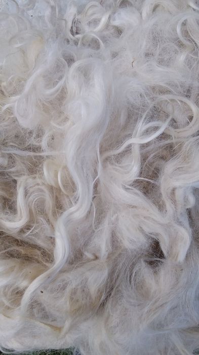 Продам козий  пух