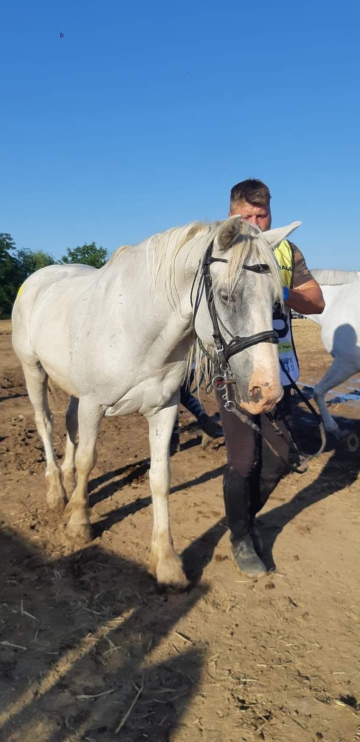 Vând cai pentru Echitatie