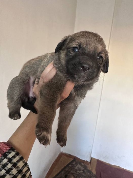 Одаем в хорошие руки щенят БЕСПЛАТНО