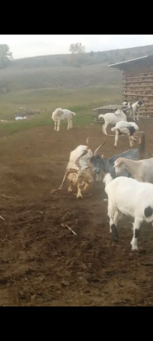 Tap Sannen in vârstă de 5 ani