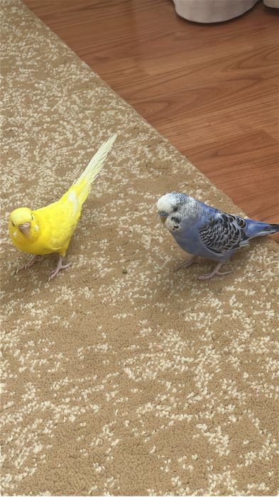 Попугай,папугай,птицы