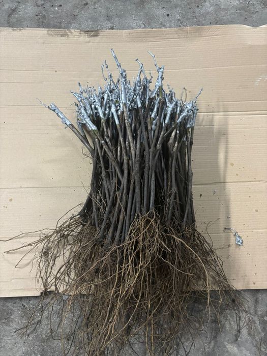 Butași vita de vie altoita