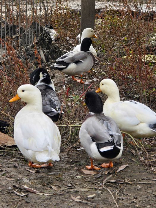 Rațe olandeze diferite culori 2025