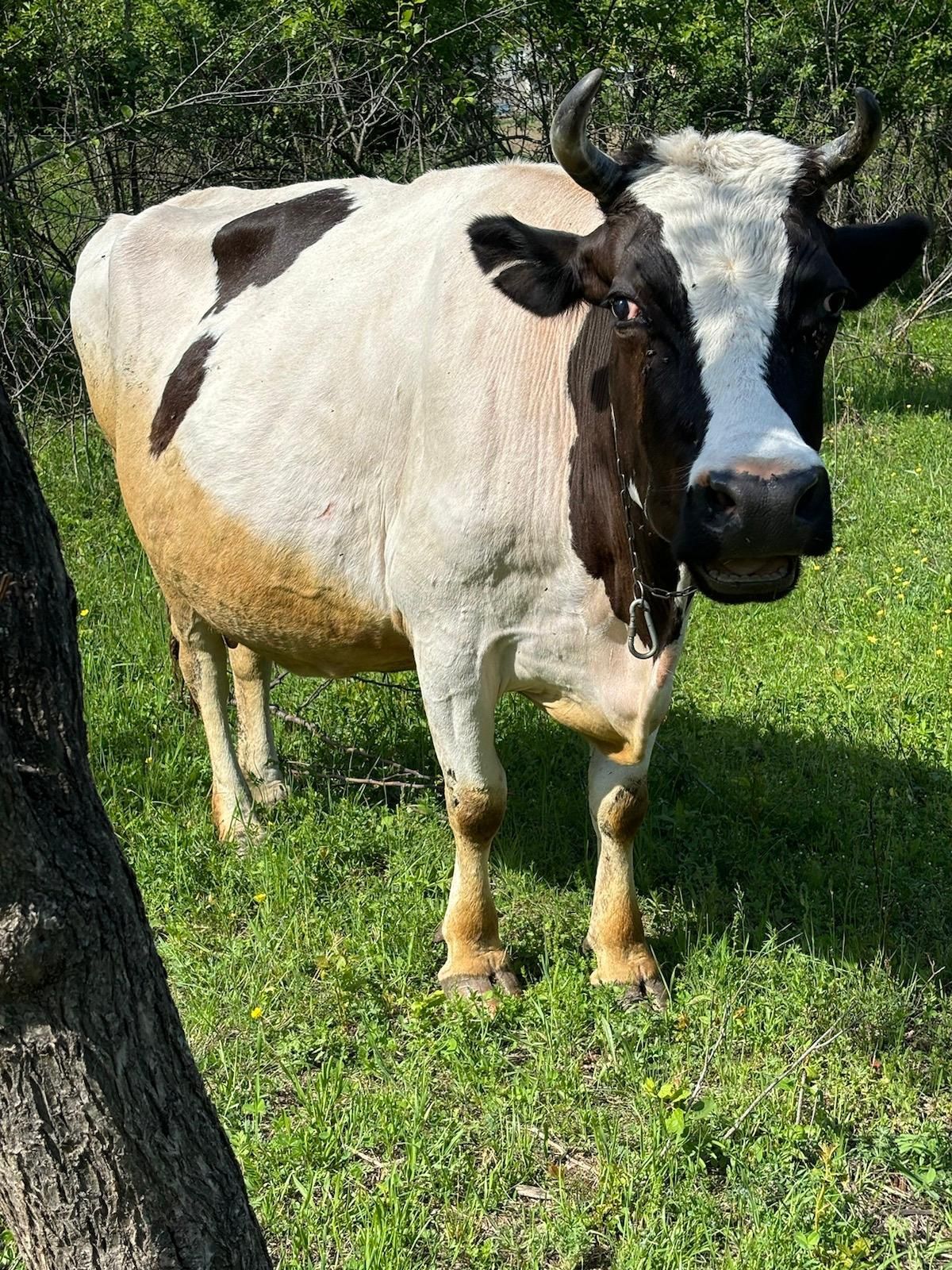 Vând vaca bălțată românească.