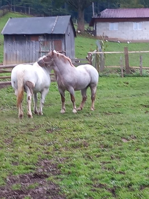 Mânză, de vânzare