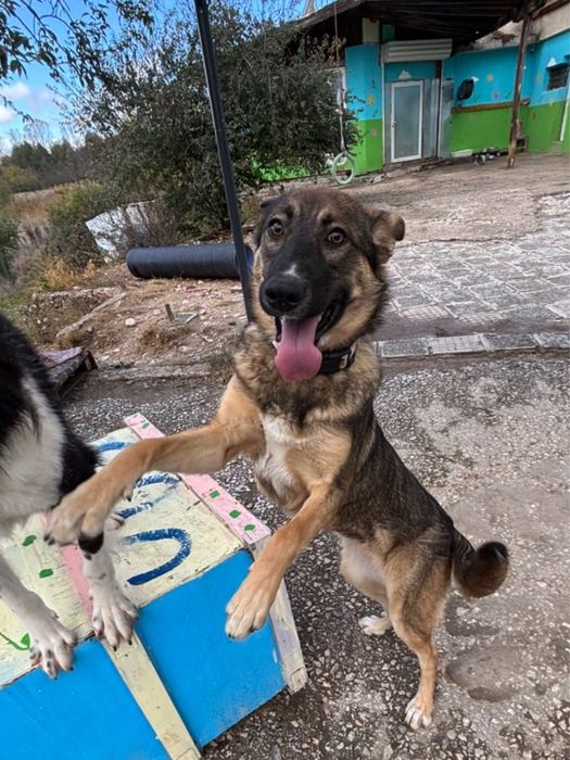 Белгийска овчарка микс