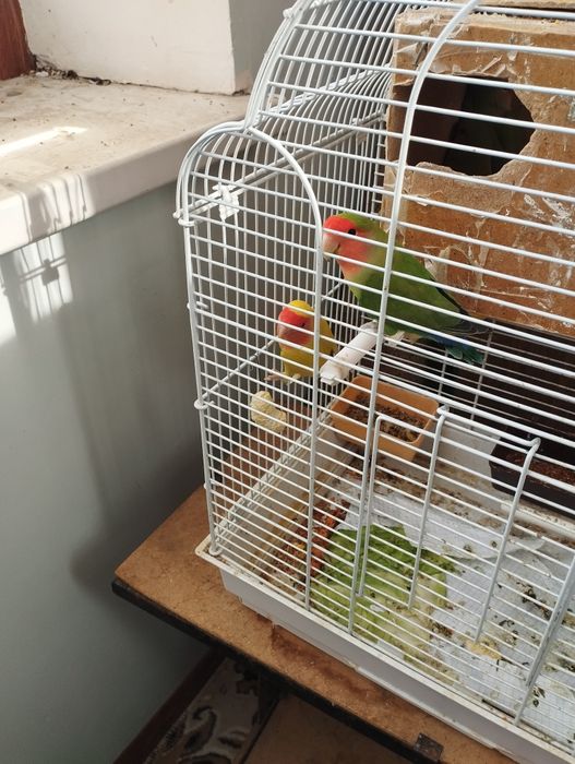 Кушлар сотилади нархини келишамиз