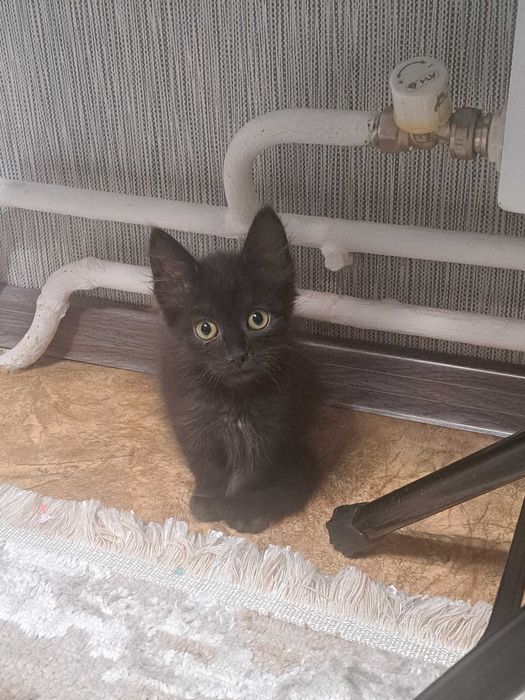 Котята в добрый руки