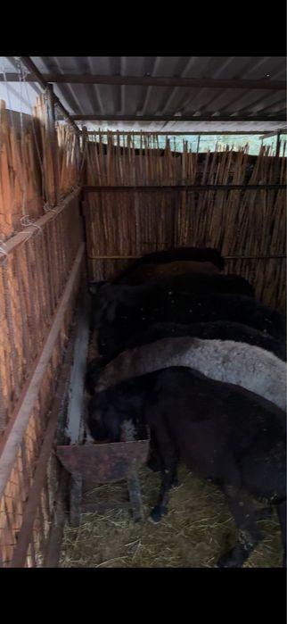 Qo’chqorlar sotiladi srochno!!!