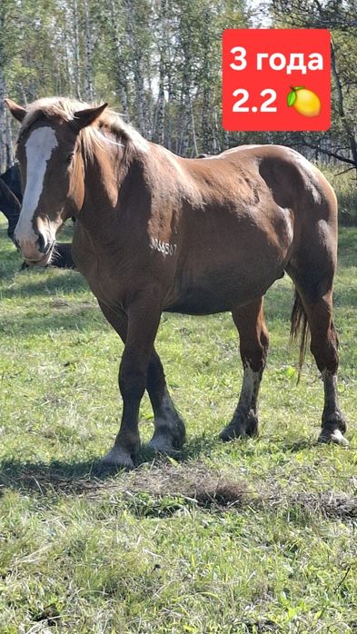 Советский тяжеловоз, жеребец