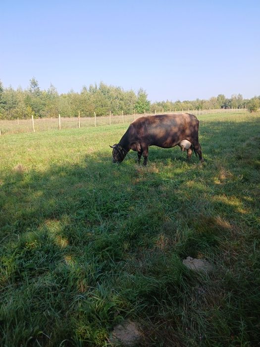 Vaca bruna , 8 ani f bună de lapte