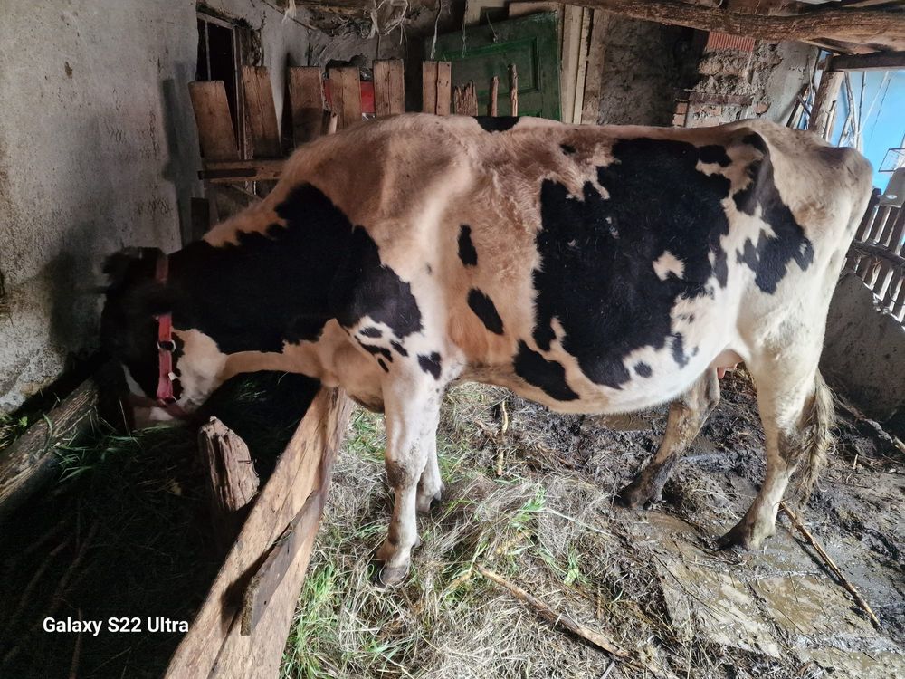 Vand vaca, vitea Holstein rasa de lapte