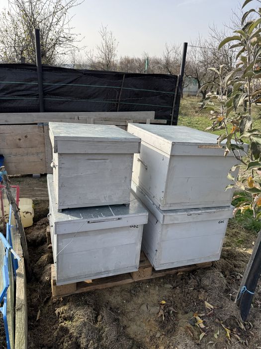 Cutii stupi fara rame