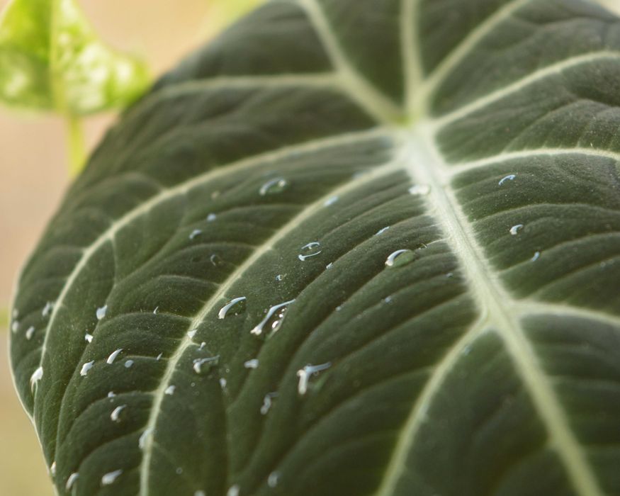 Алоказия Black Velvet и Frydek в одном горшке