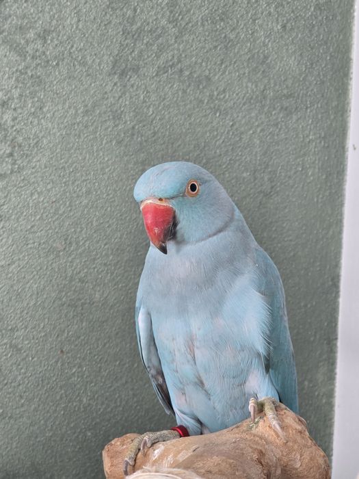 Papagal Micul Alexandru