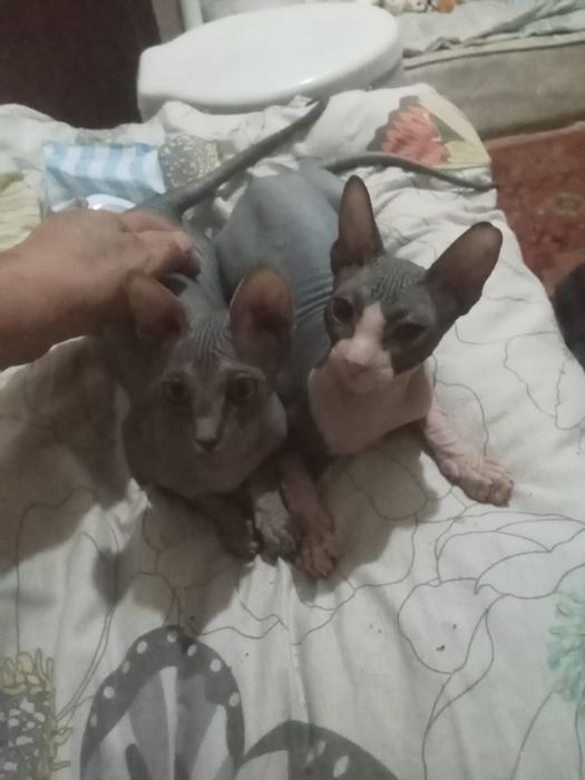 Канадский сфинкс