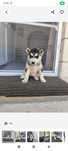 Cățelușa husky siberian