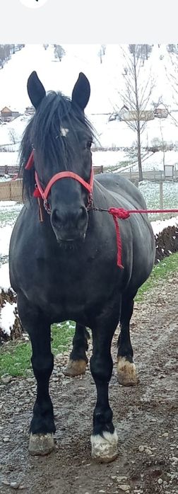 Iapa de vânzare 8 ani