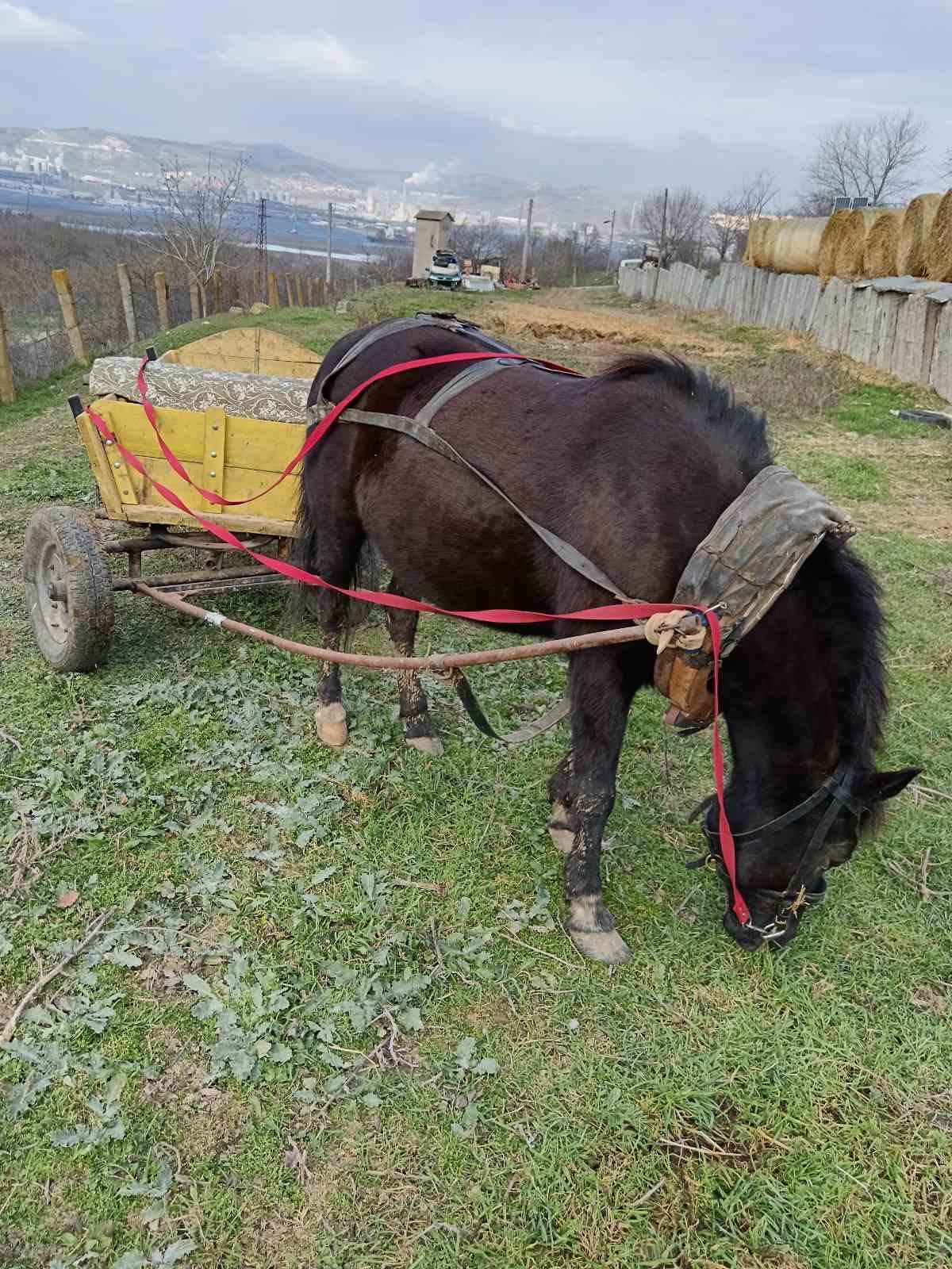 Продавам кон с каруца