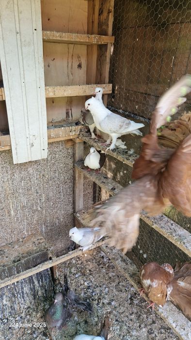 Vind porumbei pavasi.