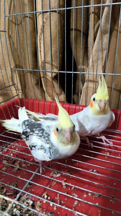 Папагали Корели с клетка