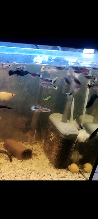 Pești guppy mix de vânzare
