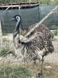 Struț Emu maturi , pereche( mascul și femela)