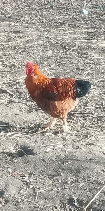 Cocosi luna Aprilie diferite rase si dimensiuni