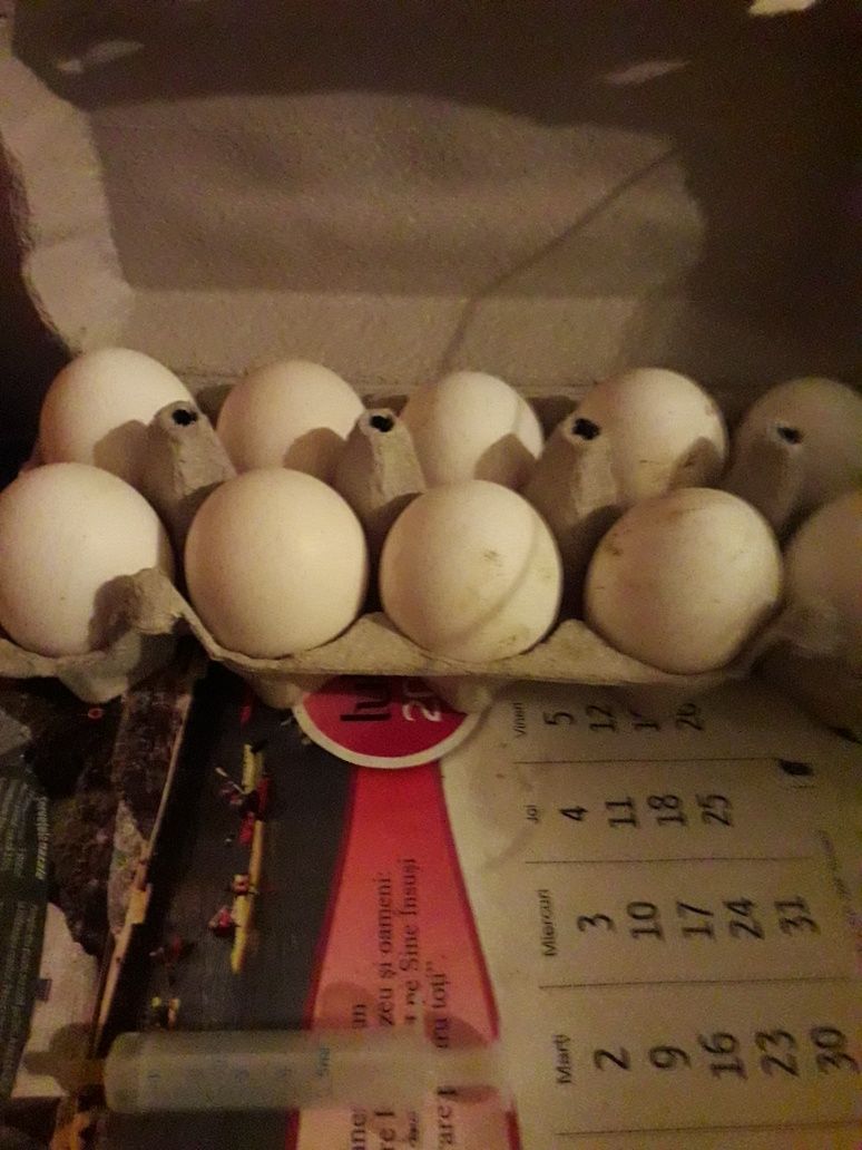 Oua pt incubat de la găini Leghorn alb