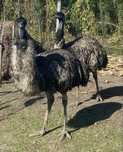 Pasari EMU 3 ani