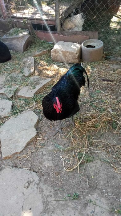 Găini rasa Australorp și rasa Brahma
