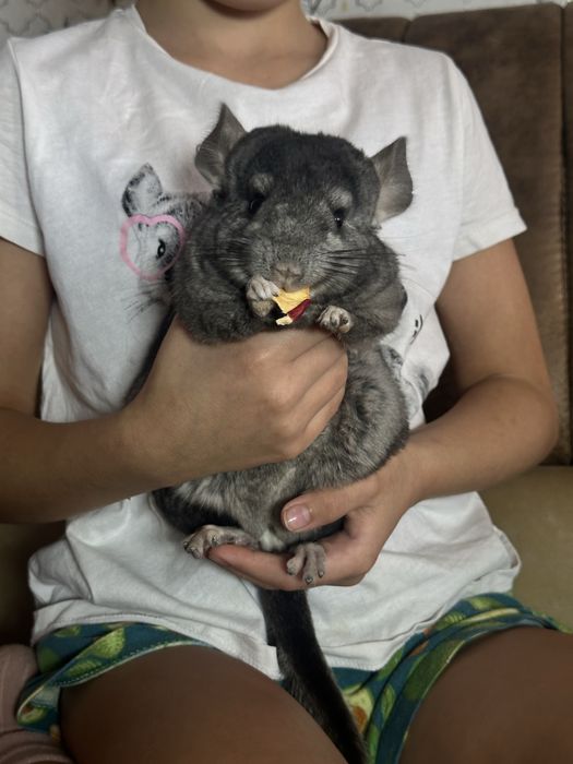 Шиншилла в разведение (Дарки)  эбони нос. ангора фиолета