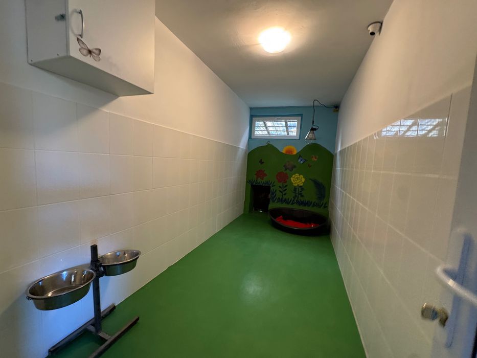 Cazare câini, pisici si alte animale de companie