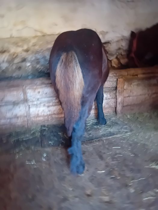 Vând mânz de 5 luni din părinți grei