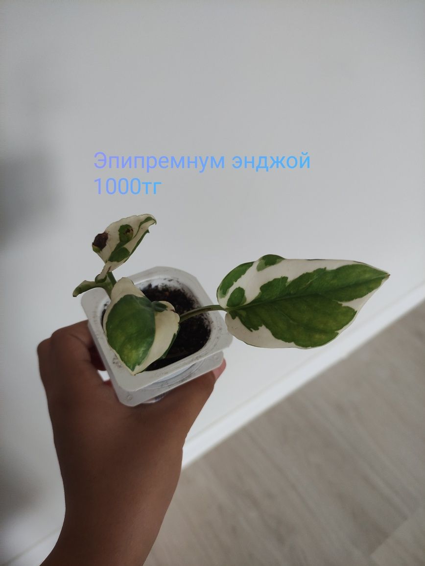 Комнатные растения