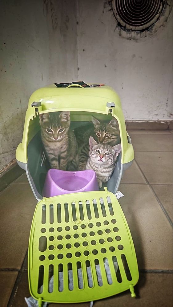 Срочно котята в добрые руки ! Все или по одному !