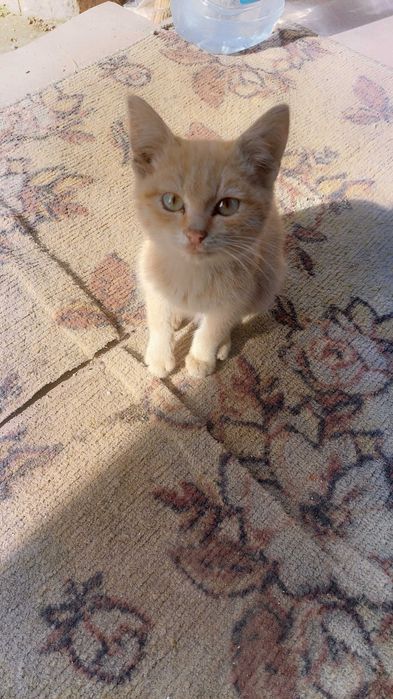 Отдам в хорошие руки котенка