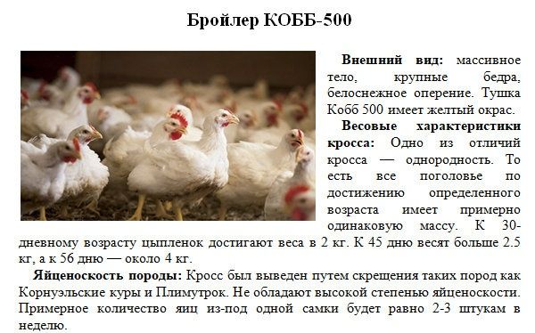 Инкубационное яйцо бройлера Кобб Белоруссия в наличии и под заказ