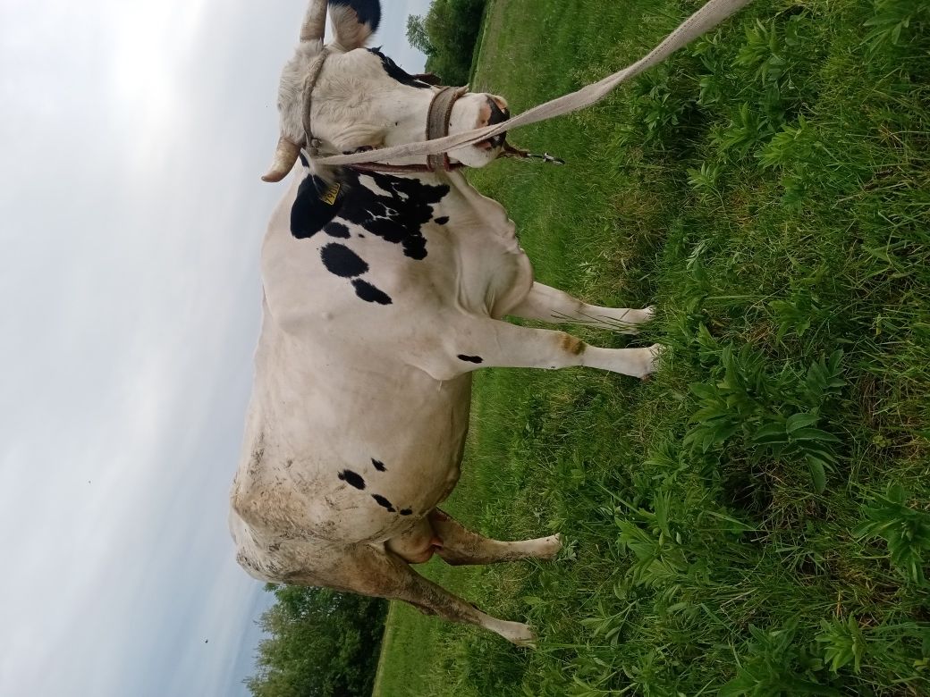 Vacă de vânzare gestanta în 8luni la al doilea vițel.