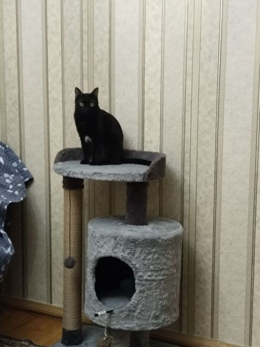 Домик лежанка когтеточка для кошек. Зоодомики